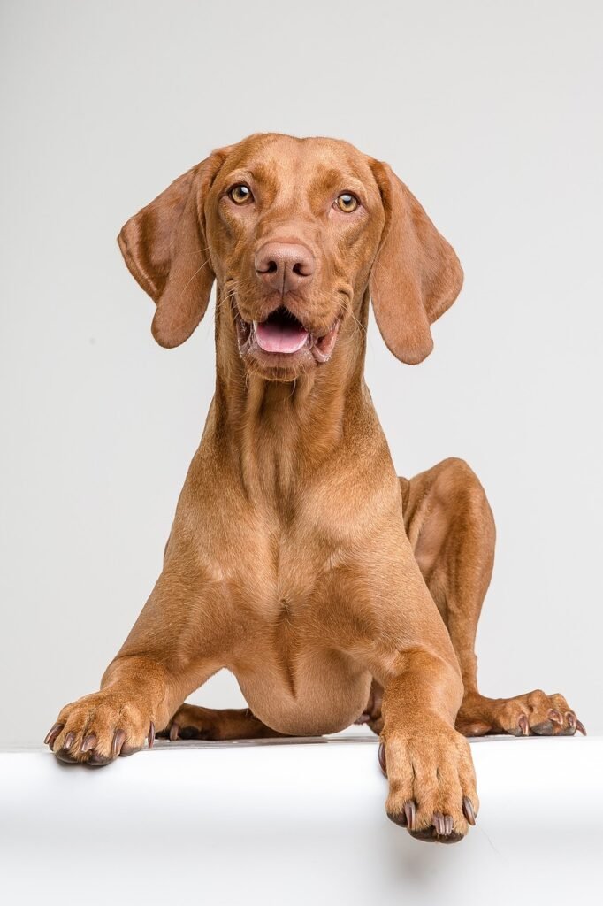 dog, vizsla, animal-3619102.jpg